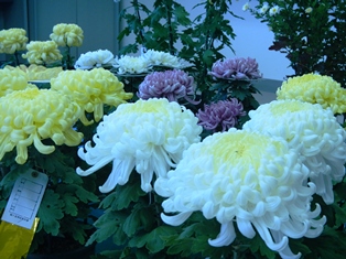 第50回「鶴ヶ島菊花大会」 『第50回「鶴ヶ島菊花大会」』の画像