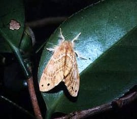 画像：チャドクガの成虫