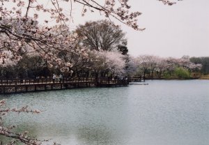 太田ヶ谷沼