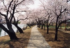  『桜の広場』の画像