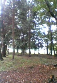 武蔵野の雑木林の風情を持つ第2号羽折稲荷神社市民の森