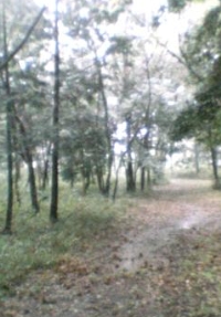 野鳥も見られ散策に適した第4号高徳市民の森