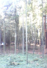 あざやかな竹林がひろがる第5号五味ヶ谷市民の森 