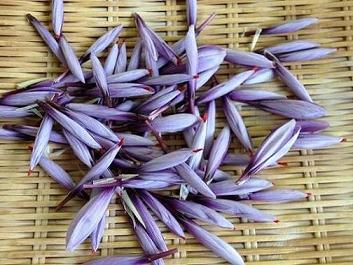 「サフランの花とめしべの摘み取り」の画像