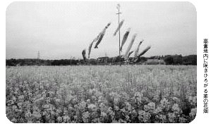 高倉地内に咲きひろがる菜の花畑 『高倉地内に咲きひろがる菜の花畑』の画像
