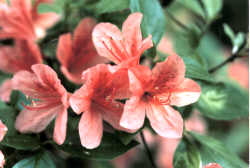 市の花　「ツツジ」