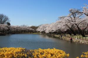 鶴ヶ島の楽しみ方(太田ヶ谷沼桜)