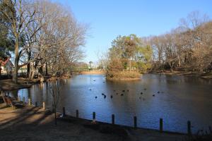 池尻池公園(池全景)