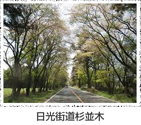 日光街道杉並木