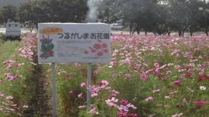 『上新田のコスモス畑』の画像