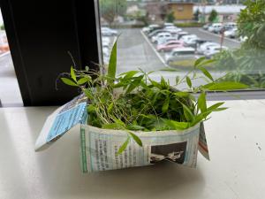 草木②