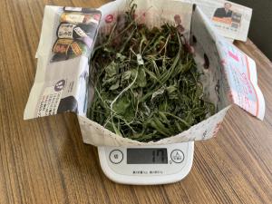 草木(5)