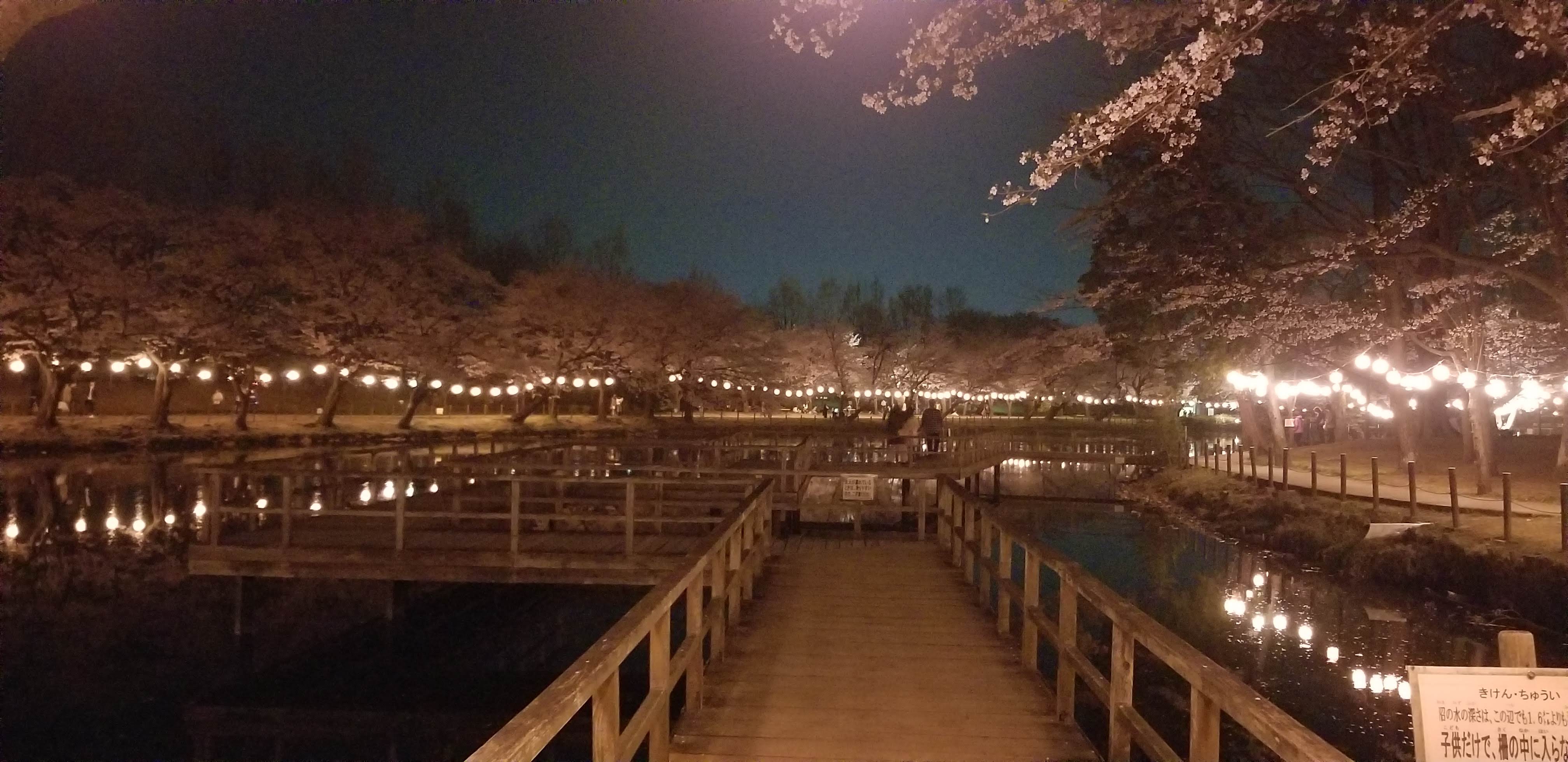 夜桜写真