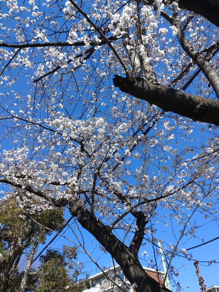 つるがしまのさくら5
