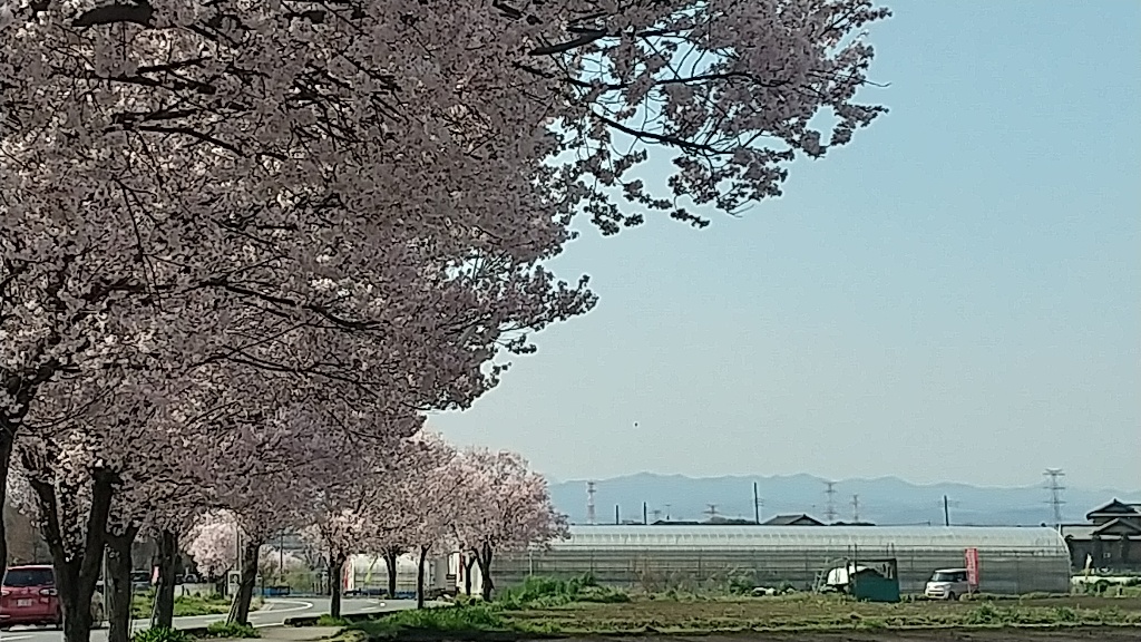 つるがしまのさくら12