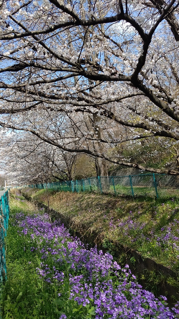 つるがしまのさくら13