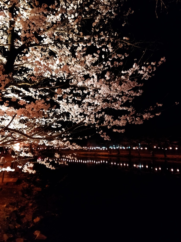 つるがしまのさくら15