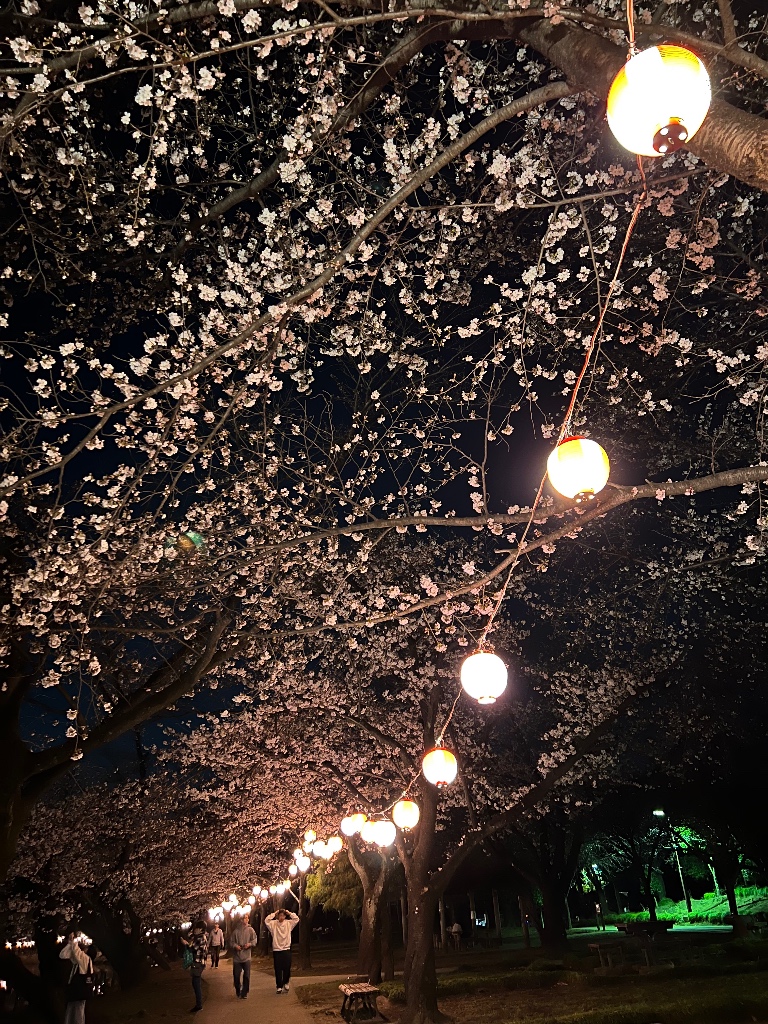 つるがしまのさくら22