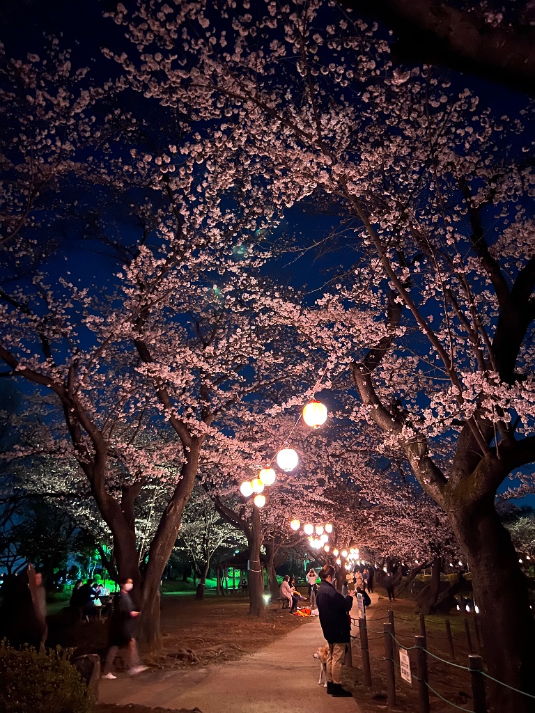 つるがしまのさくら23