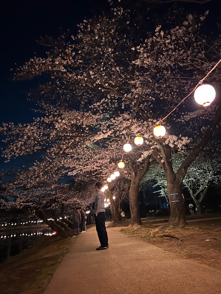 つるがしまのさくら25