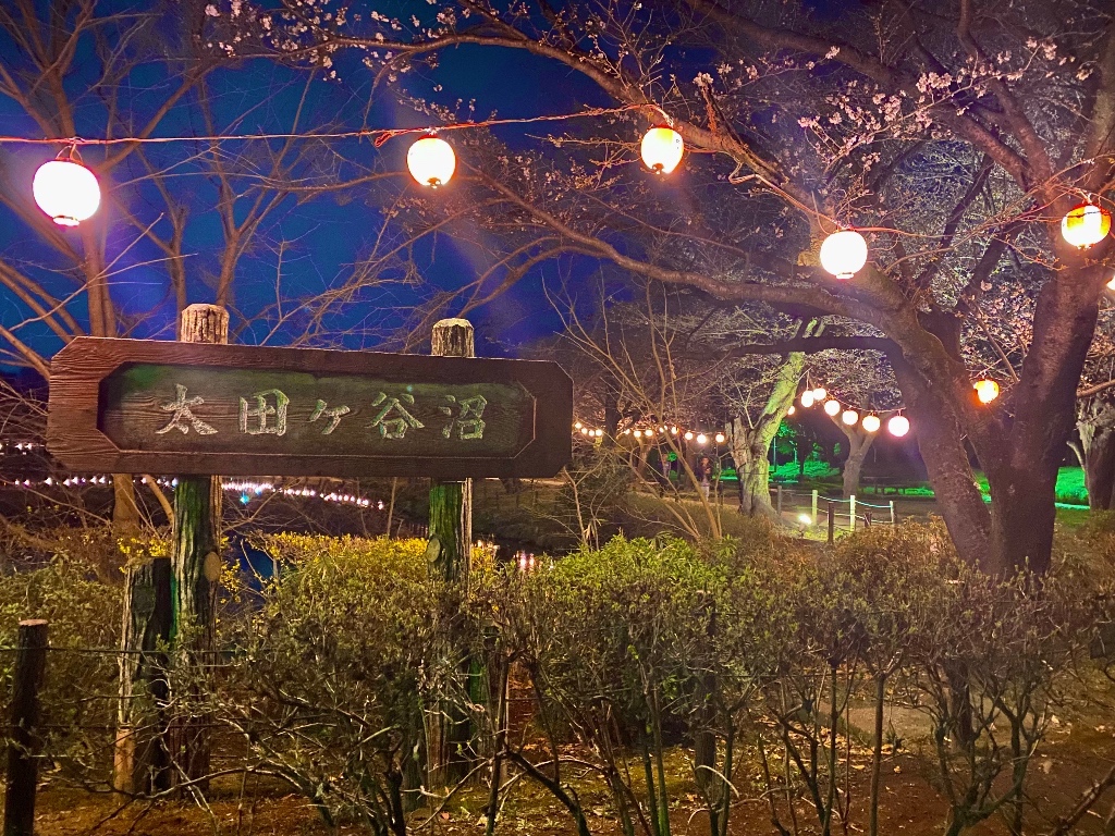つるがしまのさくら34