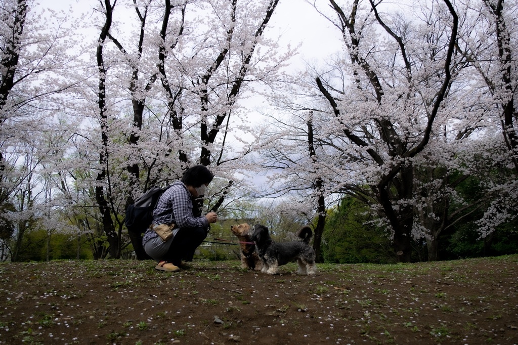 つるがしまのさくら41