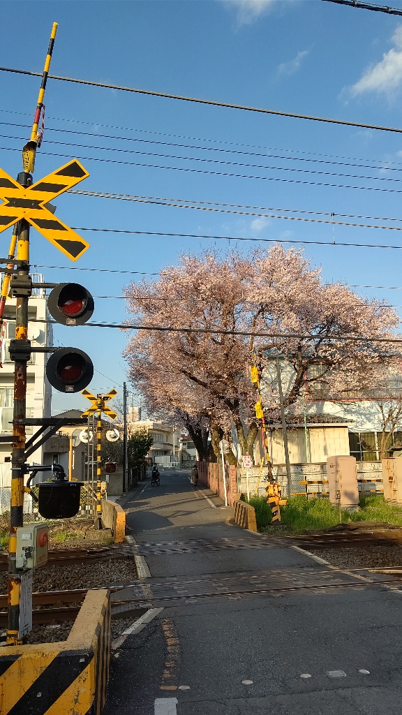 つるがしまのさくら2
