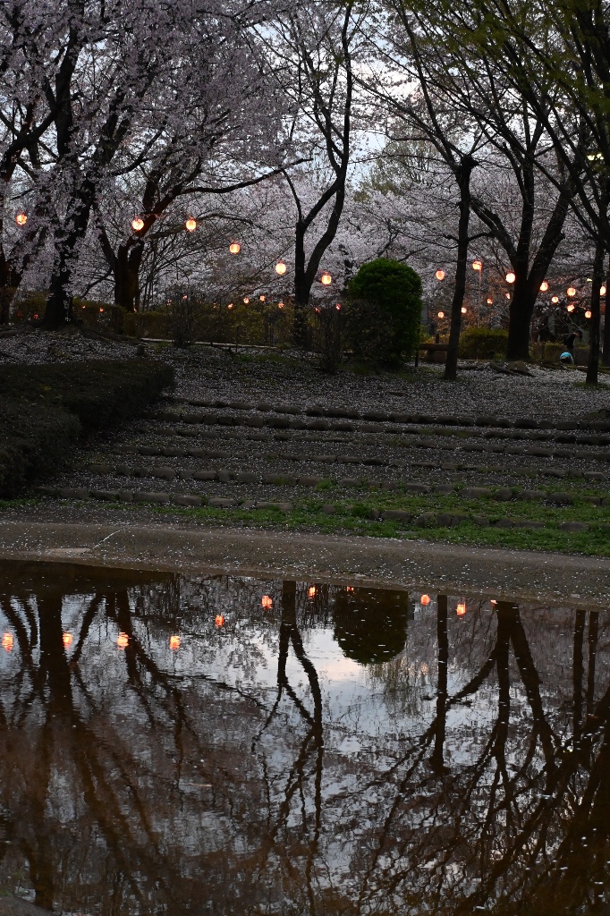 つるがしまのさくら72