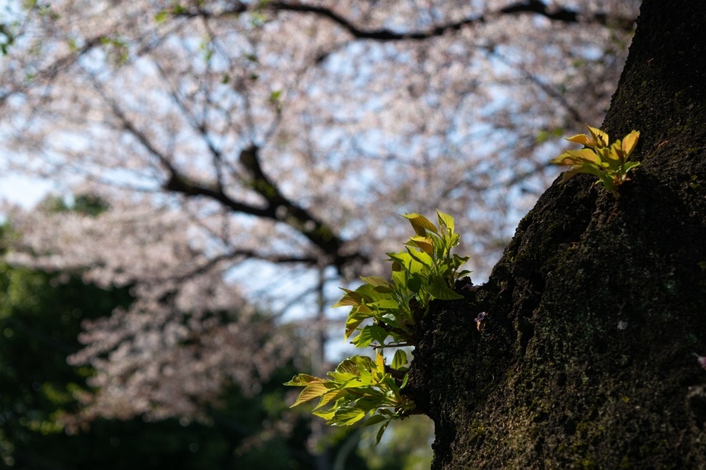 つるがしまのさくら88