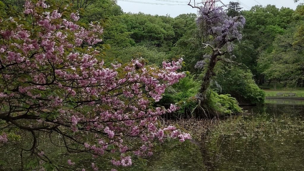 つるがしまのさくら102