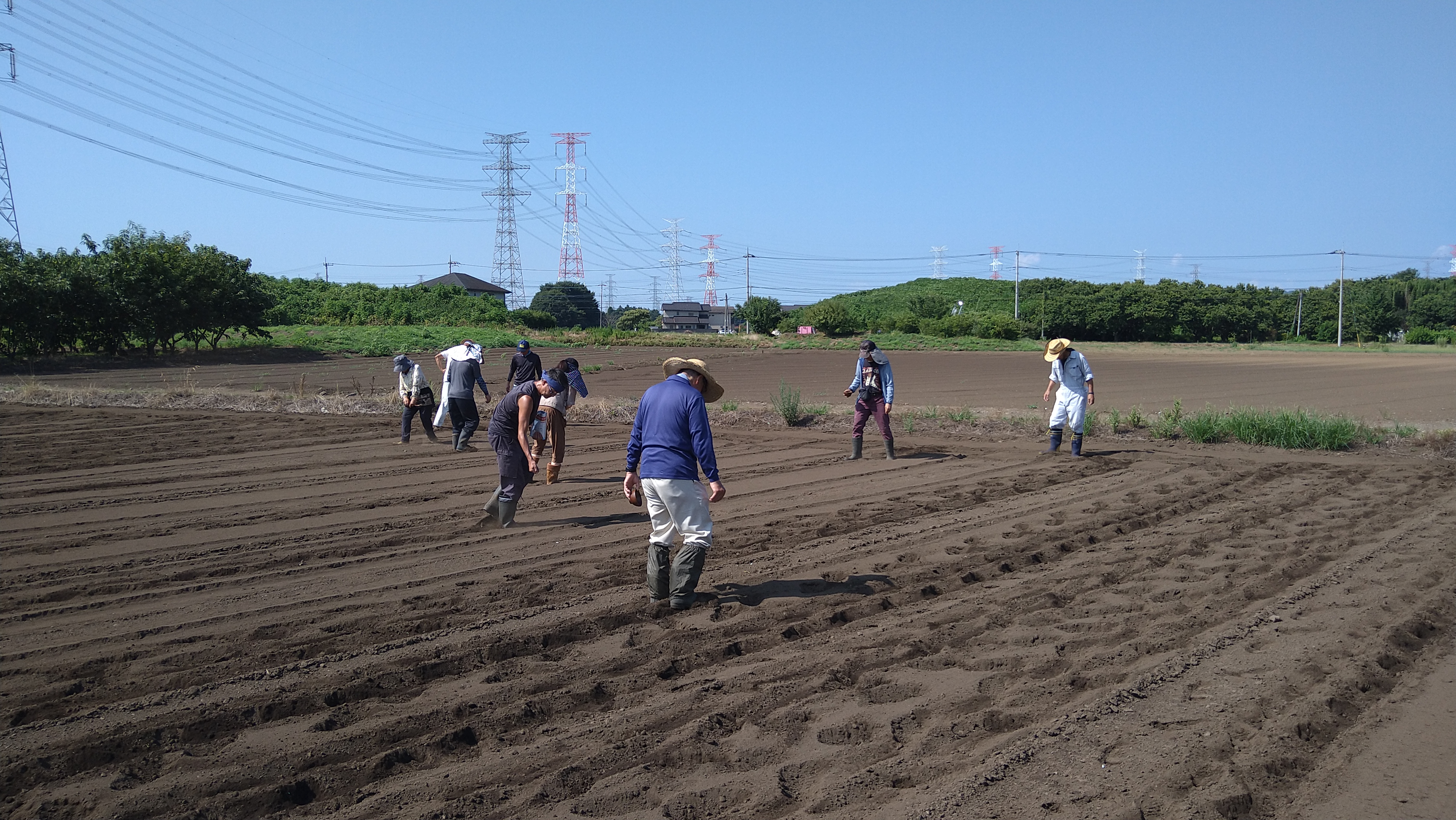 コスモス畑の種まき