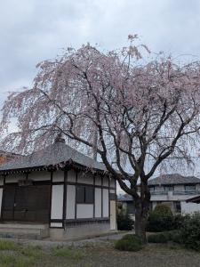 サンプル画像4