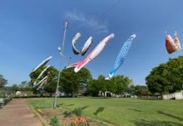 芝生広場のこいのぼり